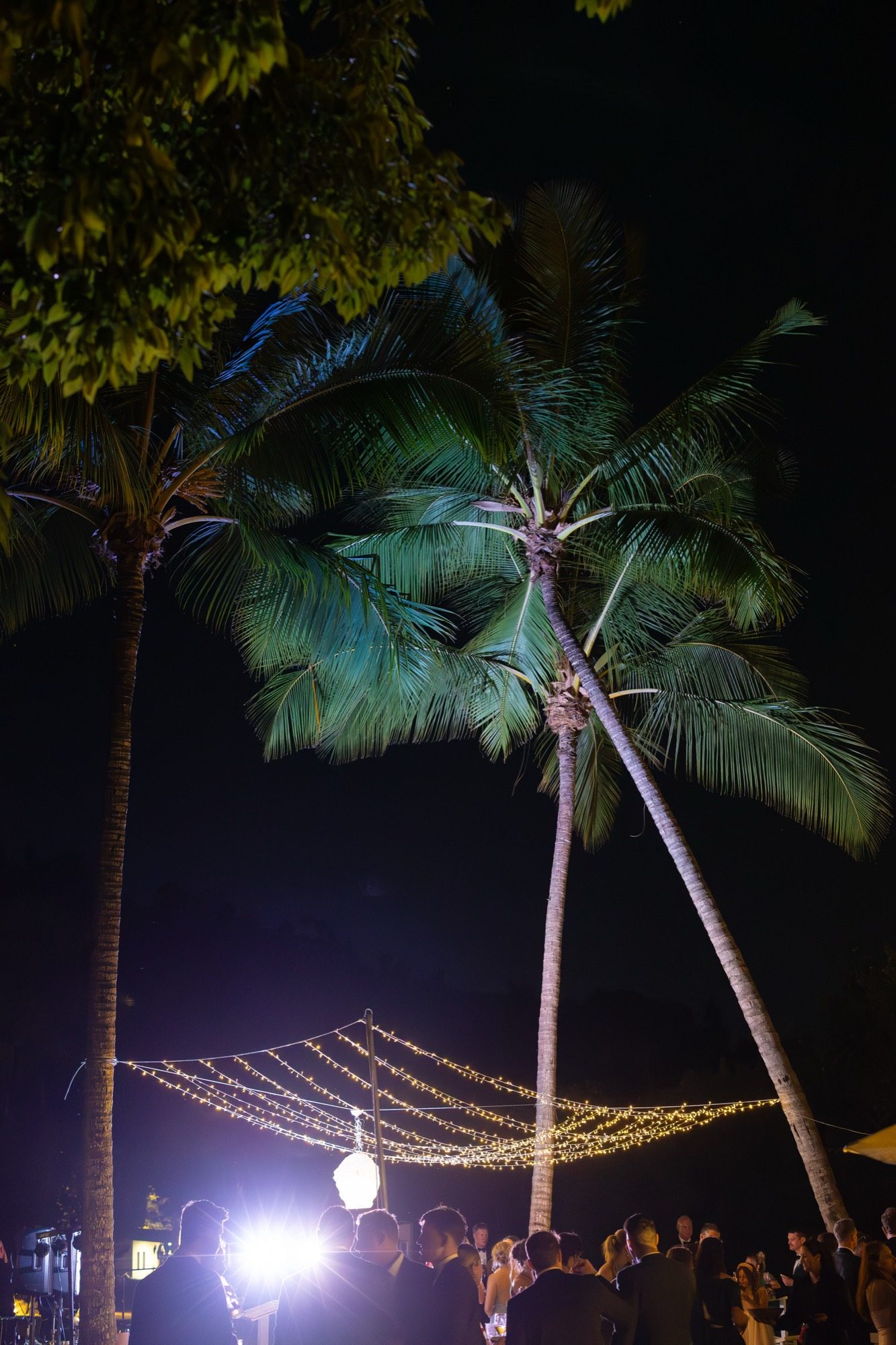 Palms lit against the night sky above the reception, Freedom Shores, Airlie Beach